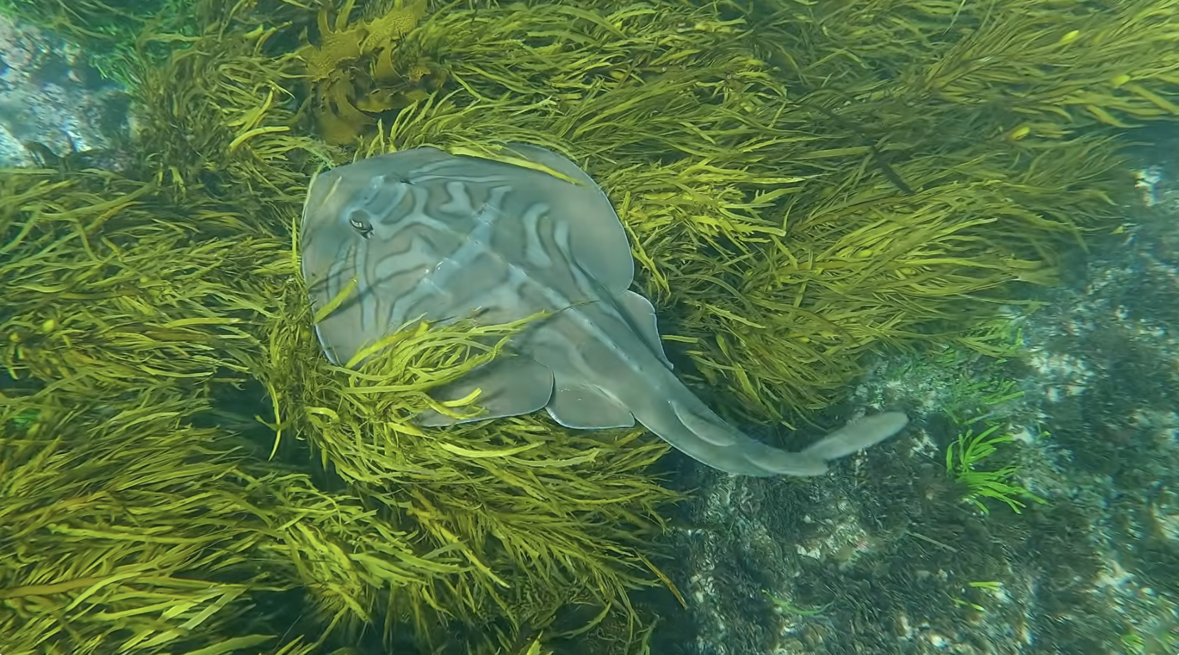 Hello Fish returns to Sandon Point 
												post image