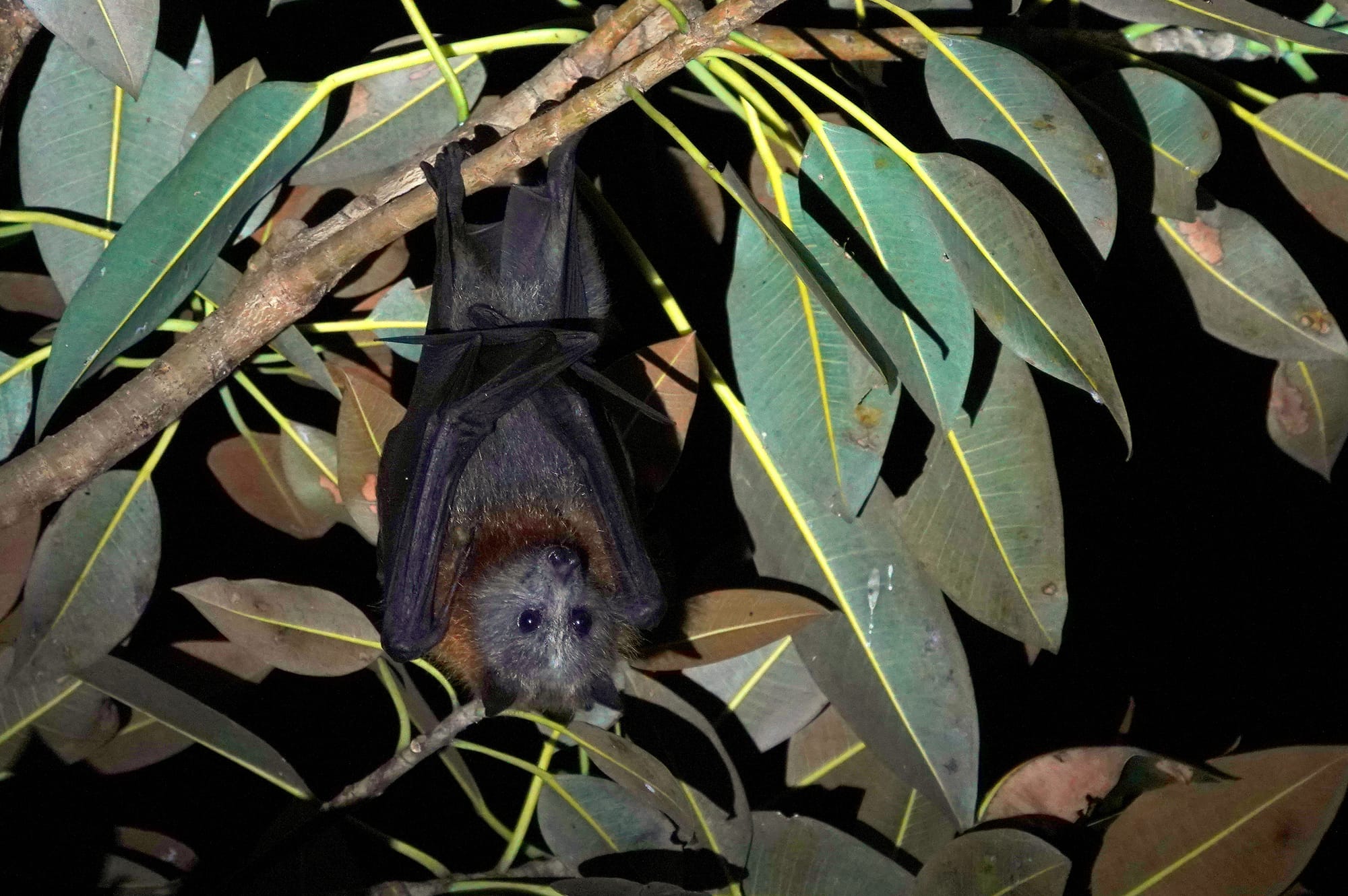Grey-headed flying fox in a Moreton Bay Fig (Ficus macrophylla). Image by Anthony Wardle.
