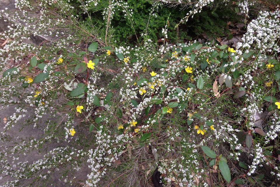 In a good year, an established Twining Guinea Flower can bear a few hundred flowers over a season. The plant shown above is about eight years old and is sprawling happily among a plant that isn't local to the Illawarra coastal plain, Fringed Heath Myrtle (Micromyrtus ciliata). Image by Emma Rooksby.