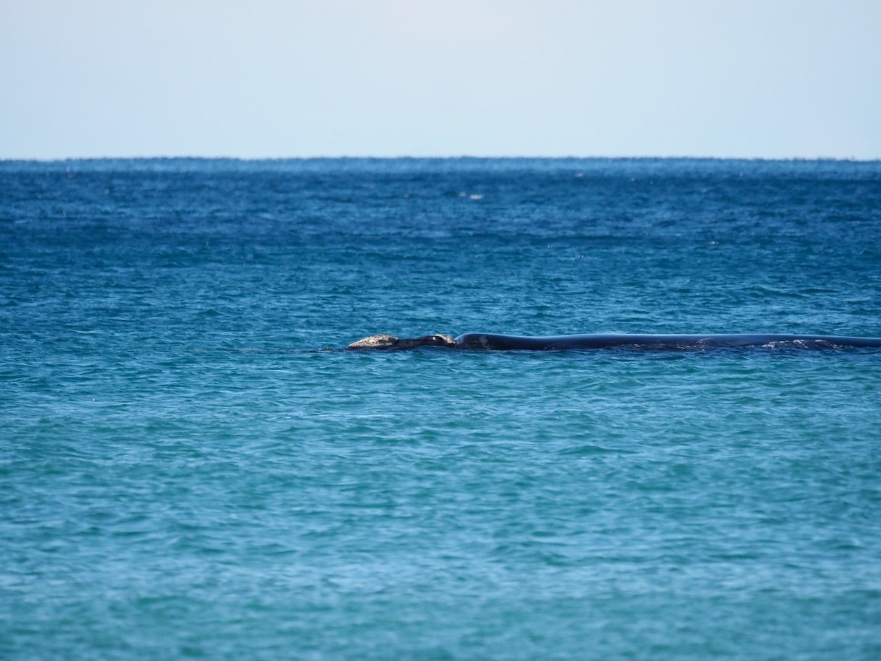 Backyard Zoology: Southern Right Whales  post image