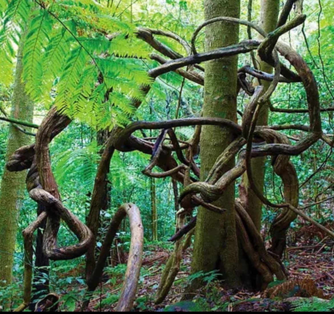 Shellharbour Mayor steps up to support iconic escarpment walking track