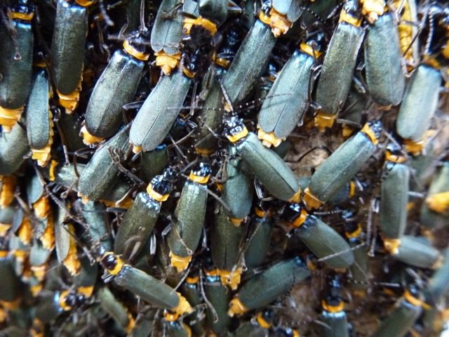 Beetling About: Why is a brightly coloured insect called a soldier?