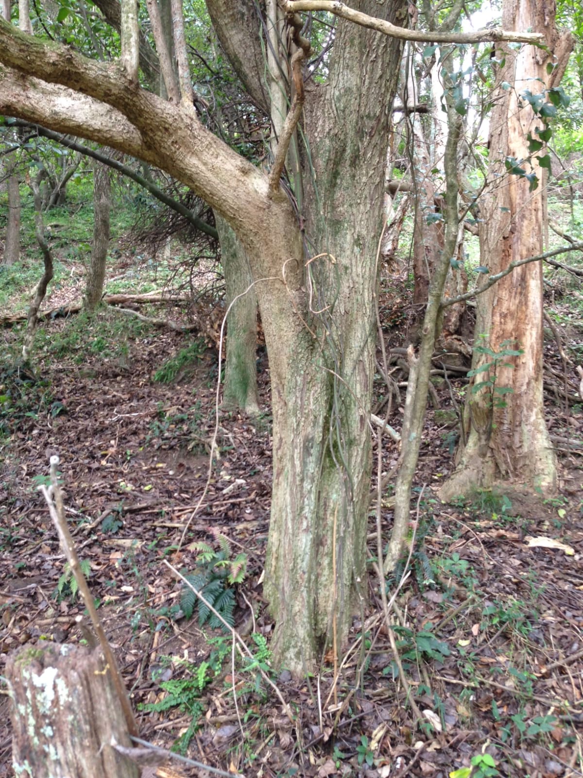 The trunk of a Koda (Ehretia acuminata). Image by David Aynsley.