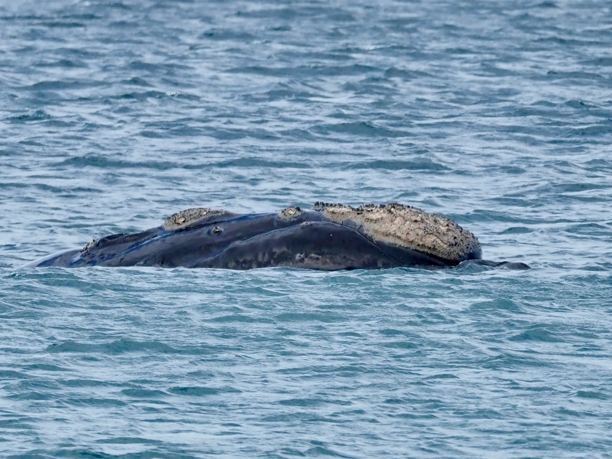 Nature Notes: look out for 'logs', buoys ahoy & sunrise shots