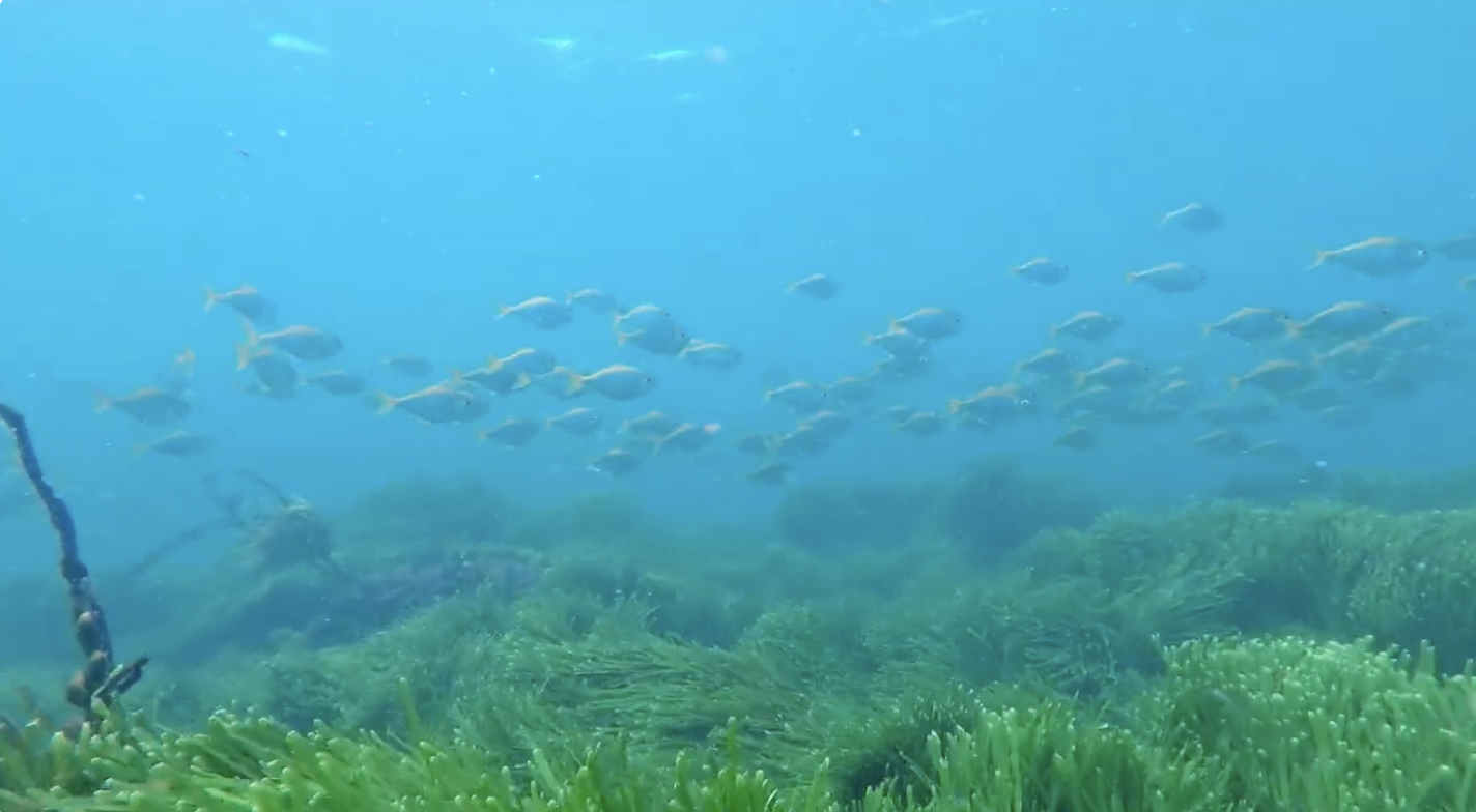 Hello Fish at Waniora Point