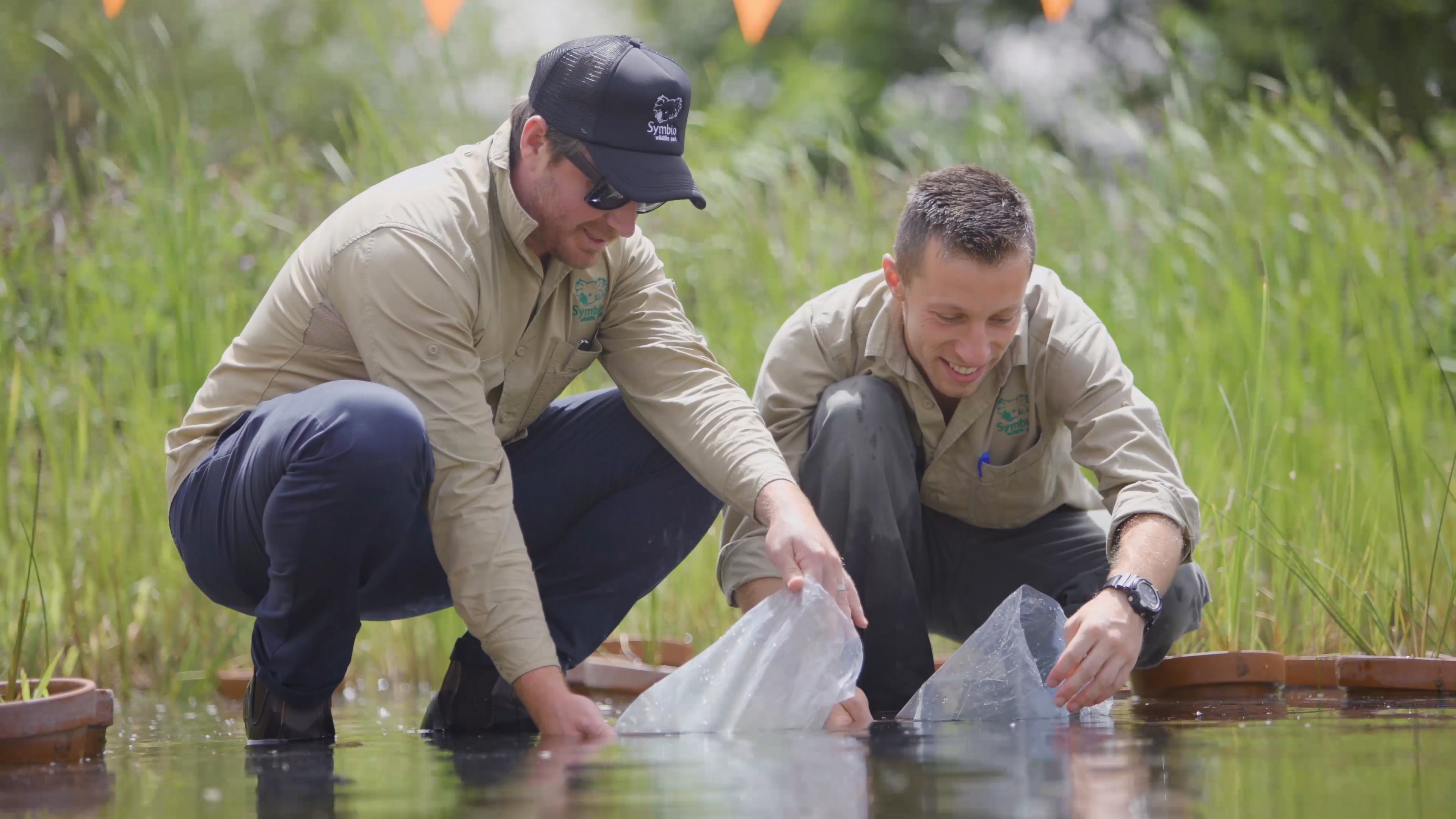 Giant leap in frog numbers