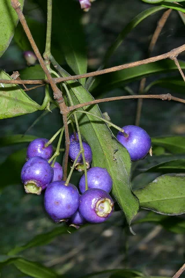 This image of the purplish-blue fruit of Blue Lilly Pilly (Syzygium oleosum) was photographed by Tony Todd. When in fruit this species is fairly unmistakeable. 