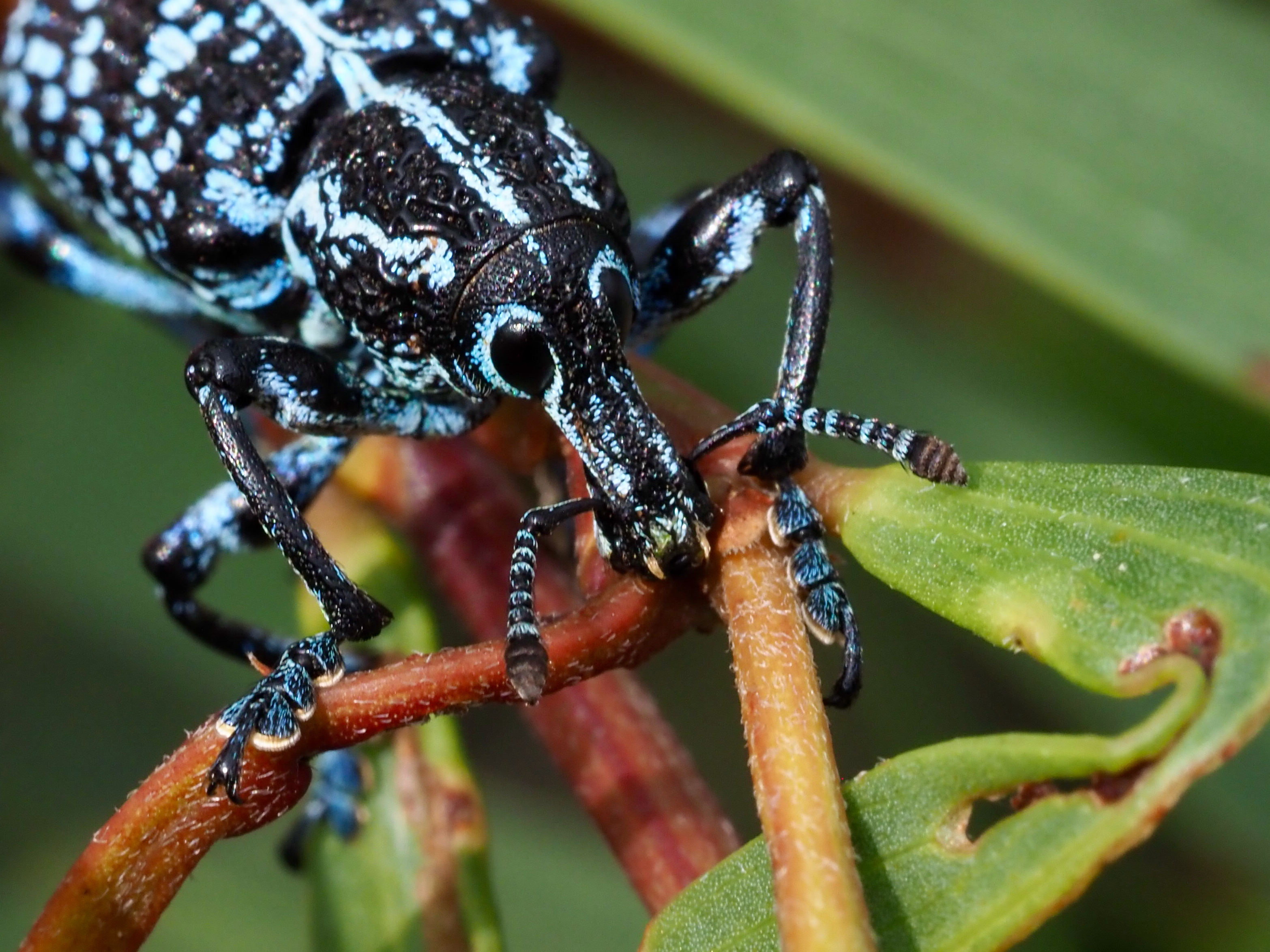 Backyard Zoology: The Botany Bay Weevil  post image