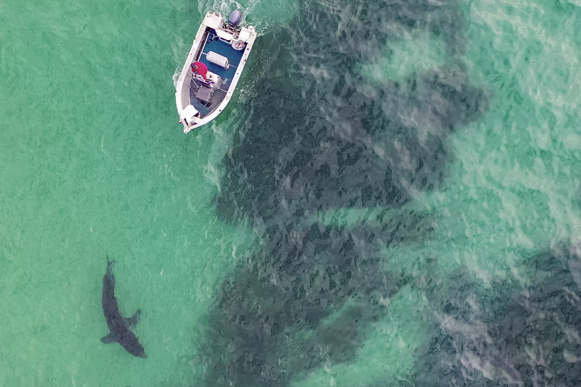 Why studying humans may be truly shark smart