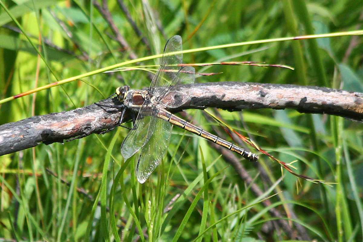 An endangered Giant Dragonfly (Petalura gigantea), just one of many species of insect and other invertebrate in Australia that is listed as threatened under environment laws. Image by Christopher Brandis, taken from iNaturalist (https://www.inaturalist.org/photos/105547015).