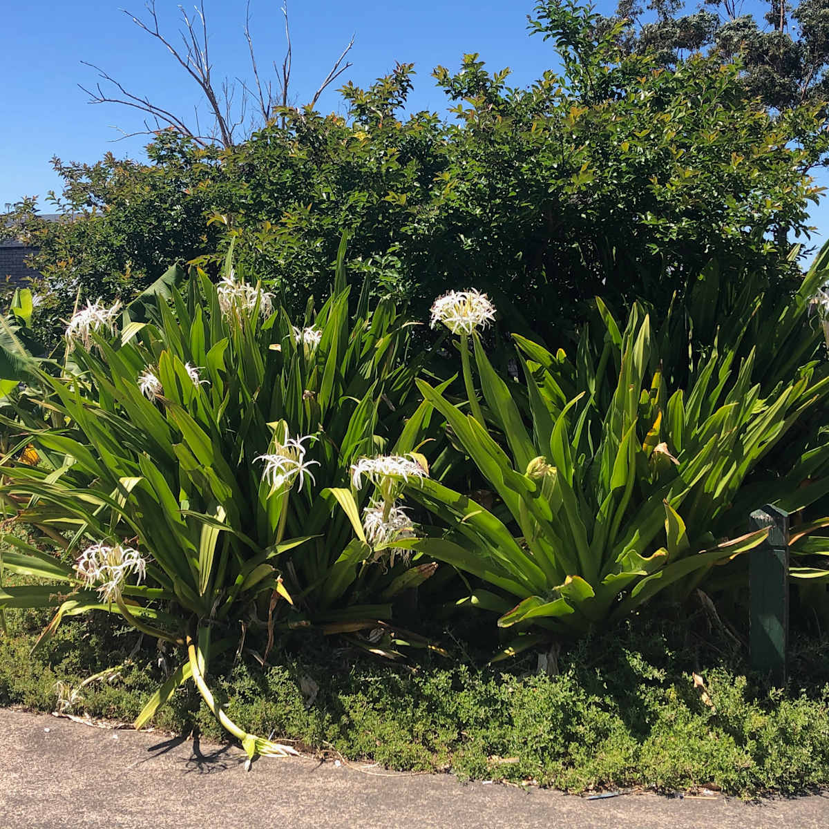 A nice row of planted Swamp Lilies (Cranium pedunculatum) at Warrawong Shopping Centre. These plants flower regularly each year despite the tough urban setting. Image by Emma Rooksby. 