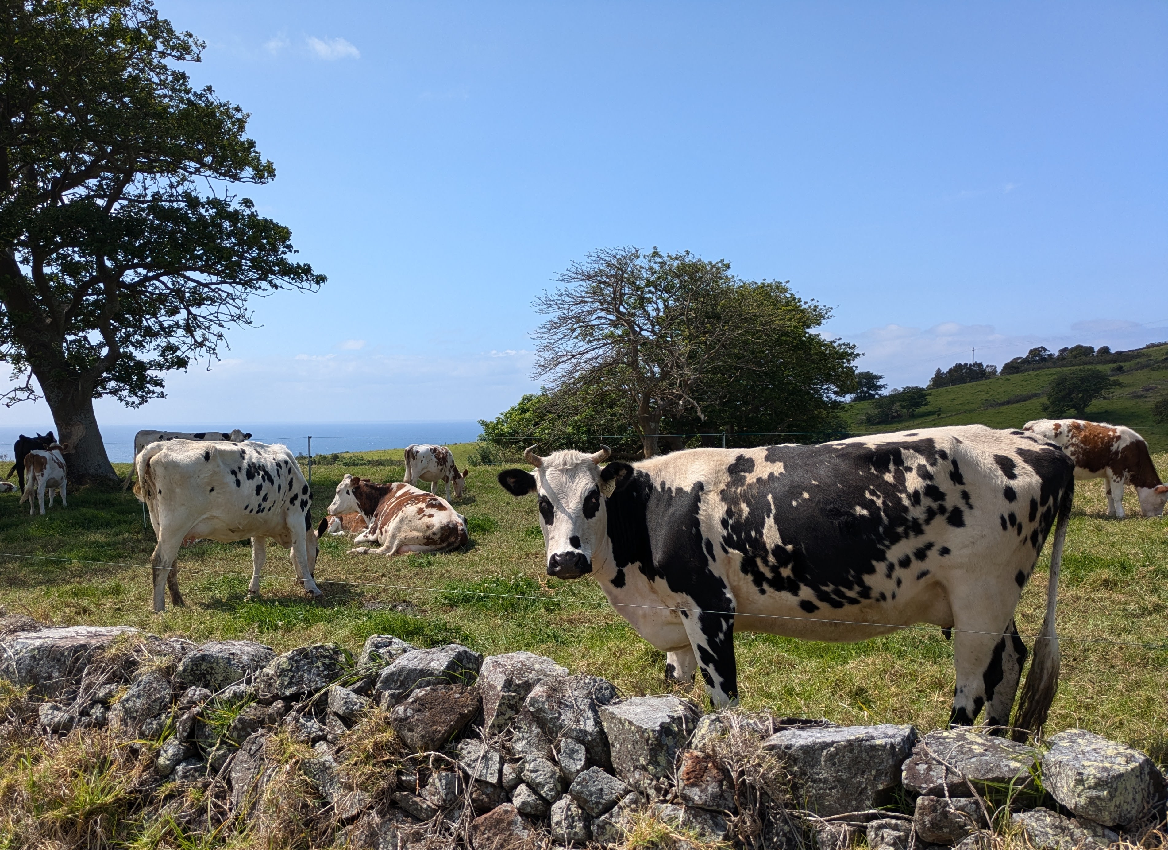 The Pines Kiama opens pop-up farm shop  post image