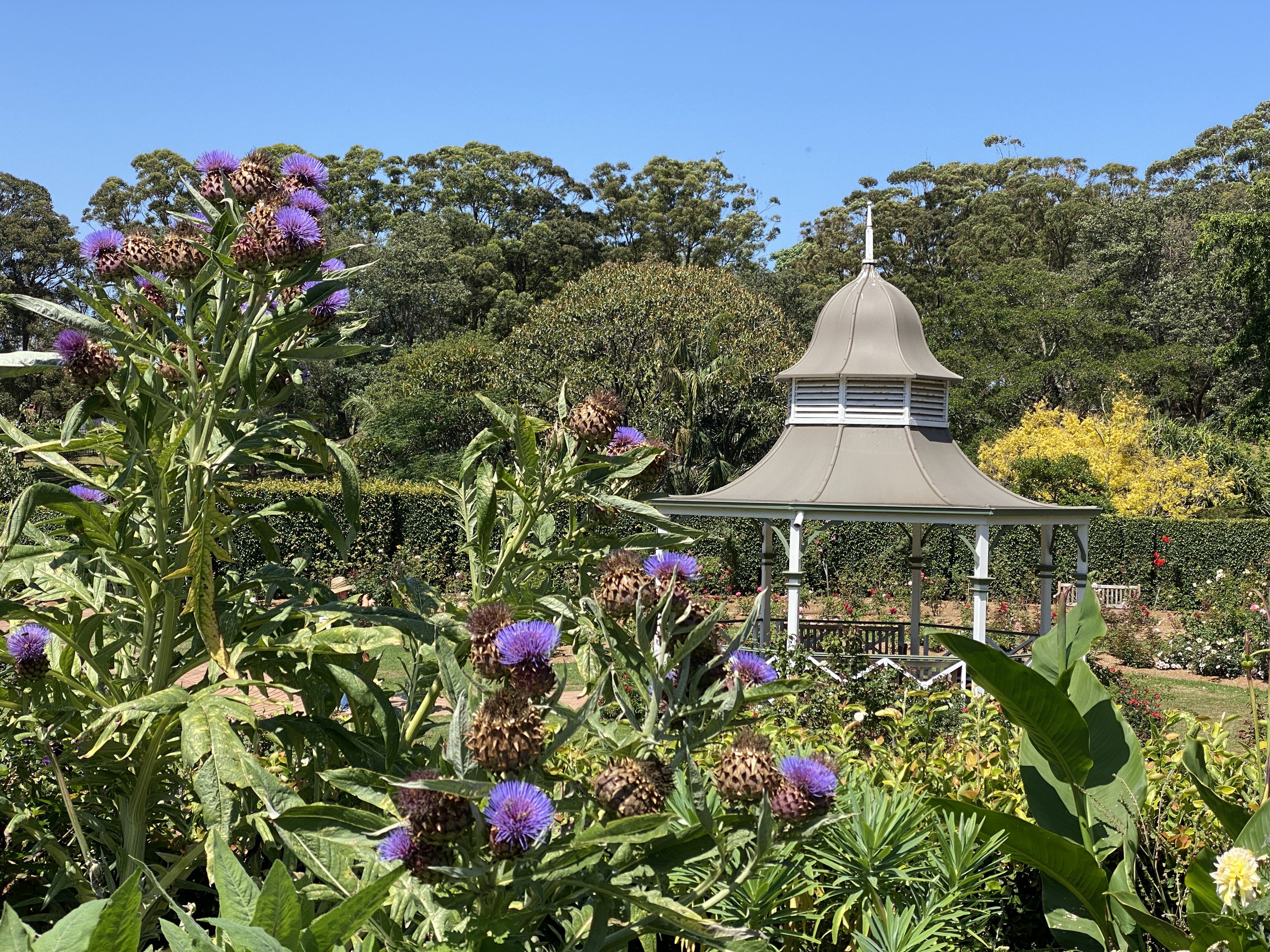 Nature Notes: starting a zoo & art outdoors