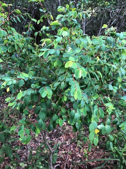 Tree of the month: Breynia oblongifolia