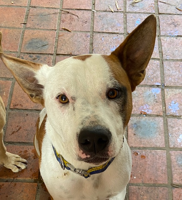 Adopt a dog: Finn needs a home