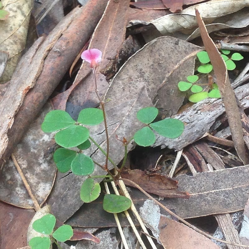 This teeniest tiniest of climbers is Pullenia gunnii or Slender Tick Trefoil, and when it's in flower it moves from being a barely-noticeable-clover-thing to really really pretty. Image by Emma Rooksby. 