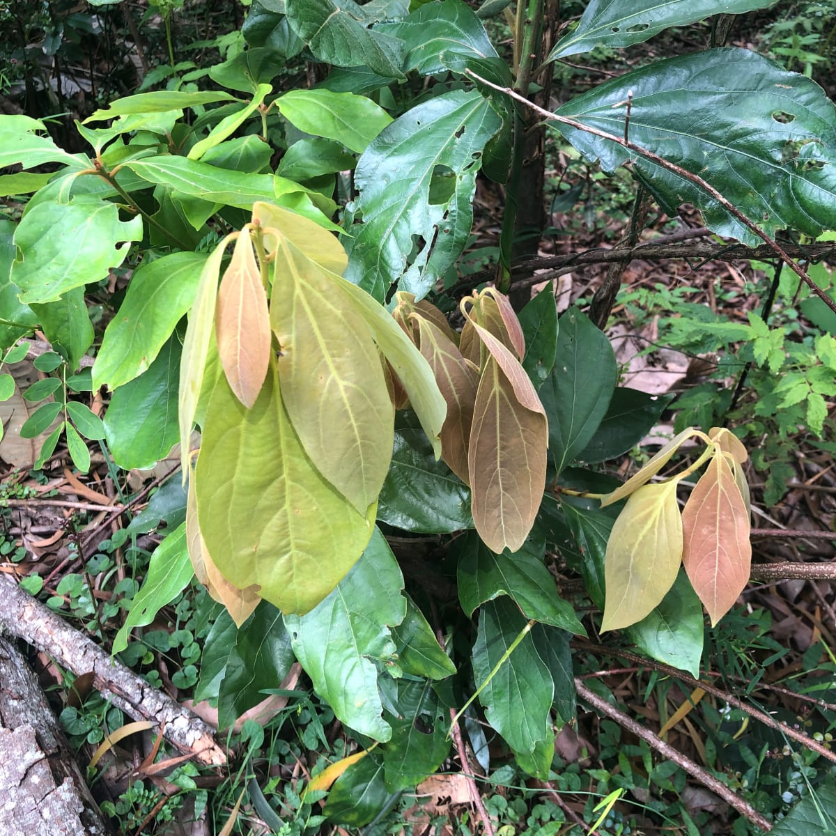 The White Bolly Gum (Neolitsea dealbata), a pretty little small tree of the rainforest escarpment, has the loveliest soft and felty new leaves, a mix of pinks, reds and yellows. Image by Emma Rooksby.  
