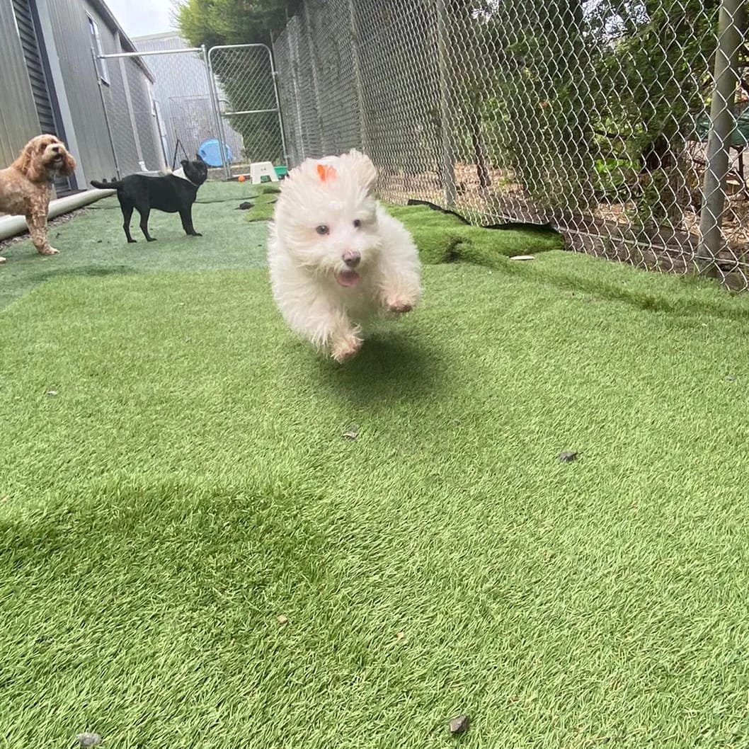 Preparing Your Children for Owning a Puppy: Expert Tips from Sonia Says Sit  post image