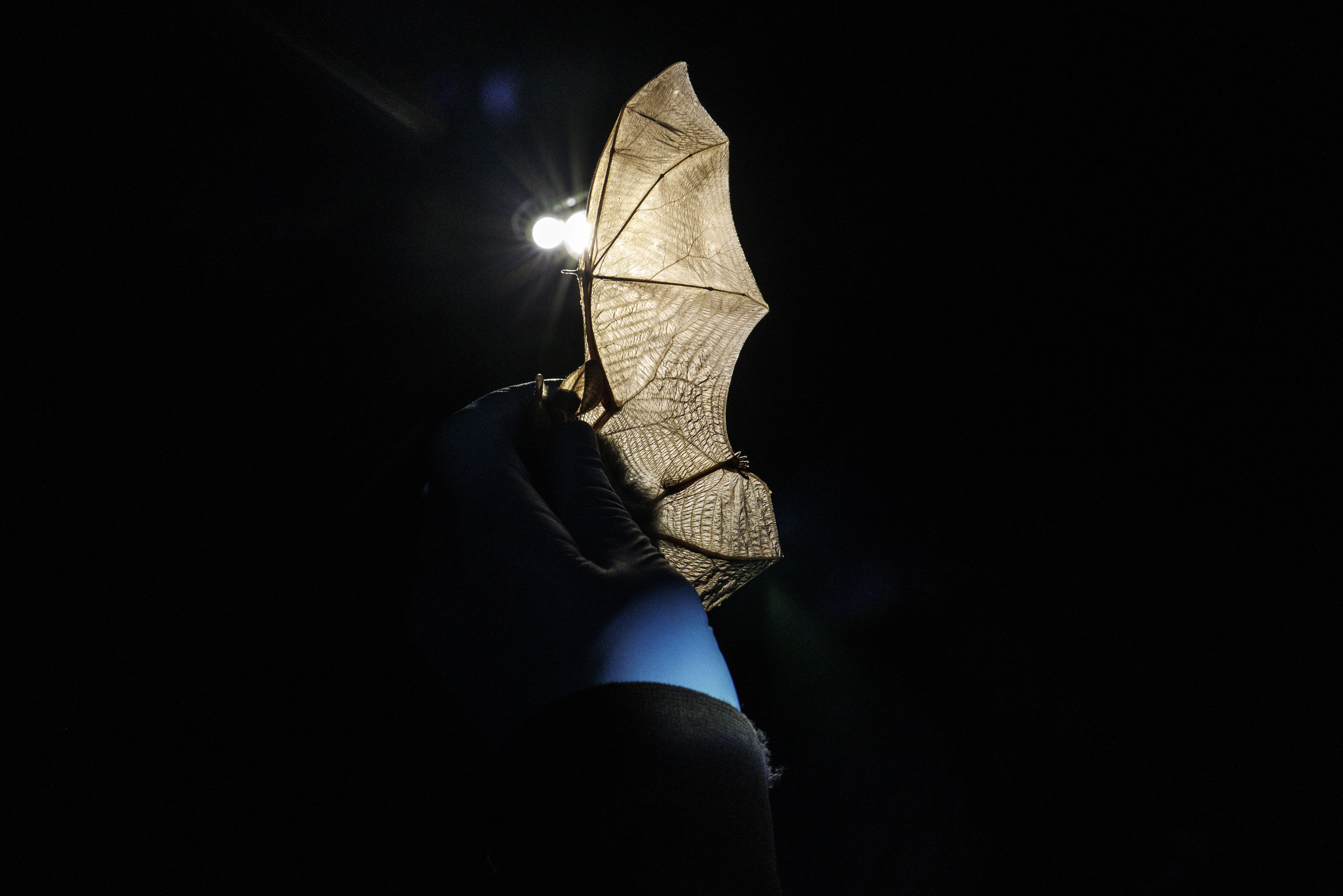 Bothered by mozzies? Here's 1000 reasons a night to love microbats  post image