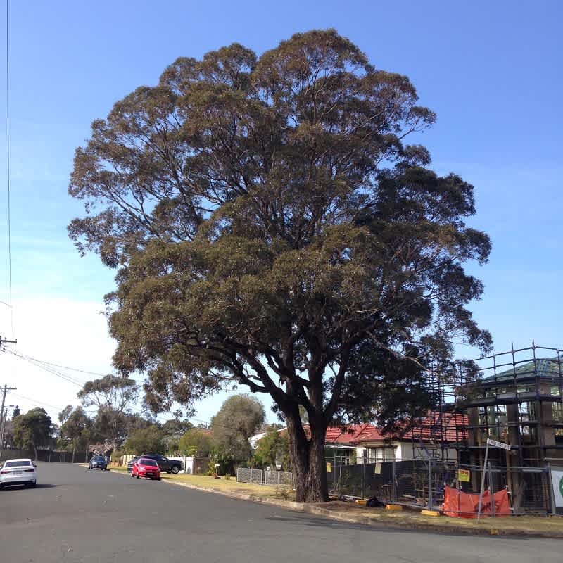 A large old Grey Ironbark in East Corrimal, where several specimens are used as street trees. Image by Emma Rooksby. 