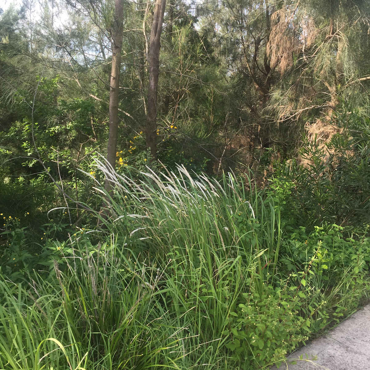 Blady Grass (or Imperata cylindrica) is an excellent stabilising grass which enjoys full or part sun conditions. This clump of it is growing along Hewitts Creek at Sandon Point in Thirroul. Image: Emma Rooksby. .  