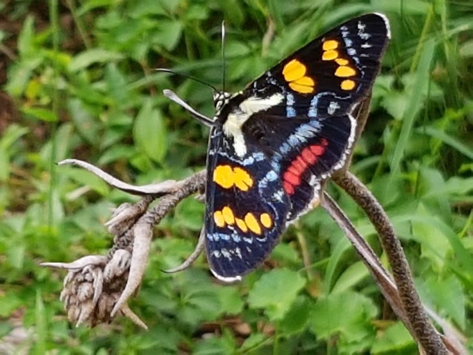 Joseph's Coat Moth (Agarista agricola) one of the most spectacular moths to be seen in Illawarra, enjoys the leaves of Slender Grape (Cayratia clematidea) in its larval stage. Image by Elena Martinez. 