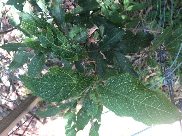 Tree of the Month: Sassafras