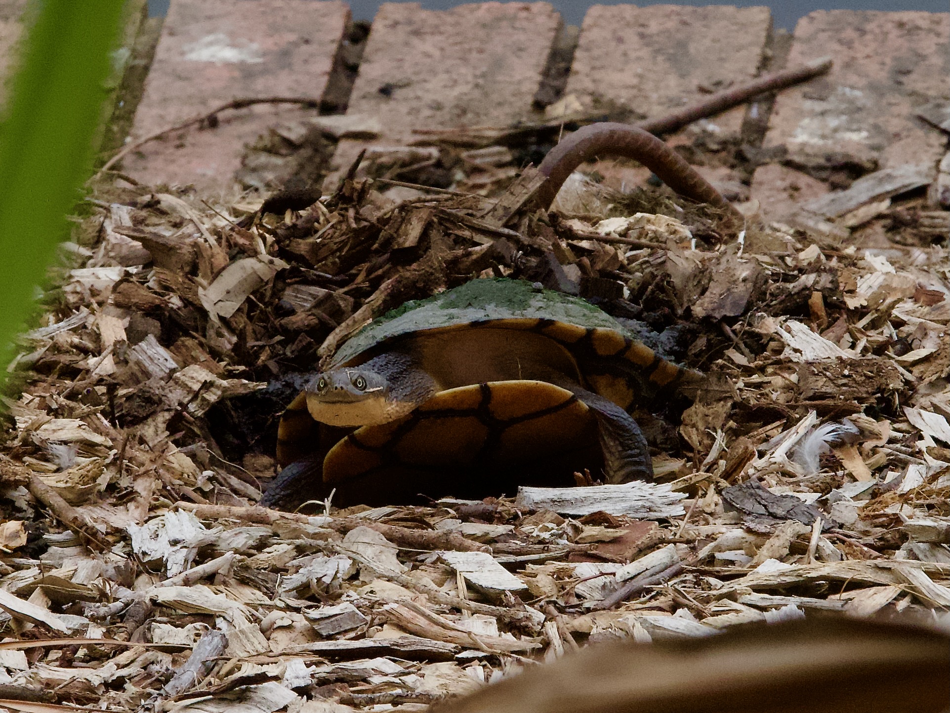 A turtle-y awesome find at Wollongong Botanic Garden