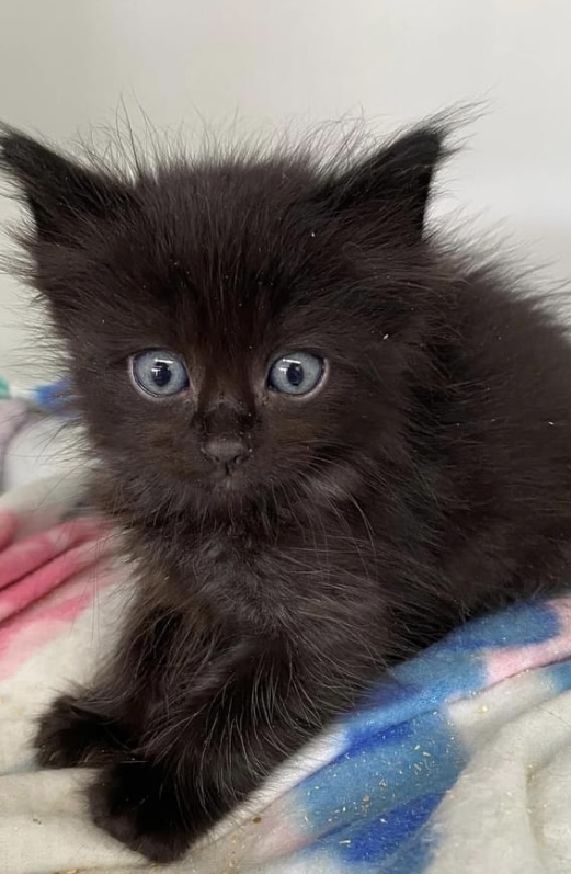 Kittens need a home!  post image