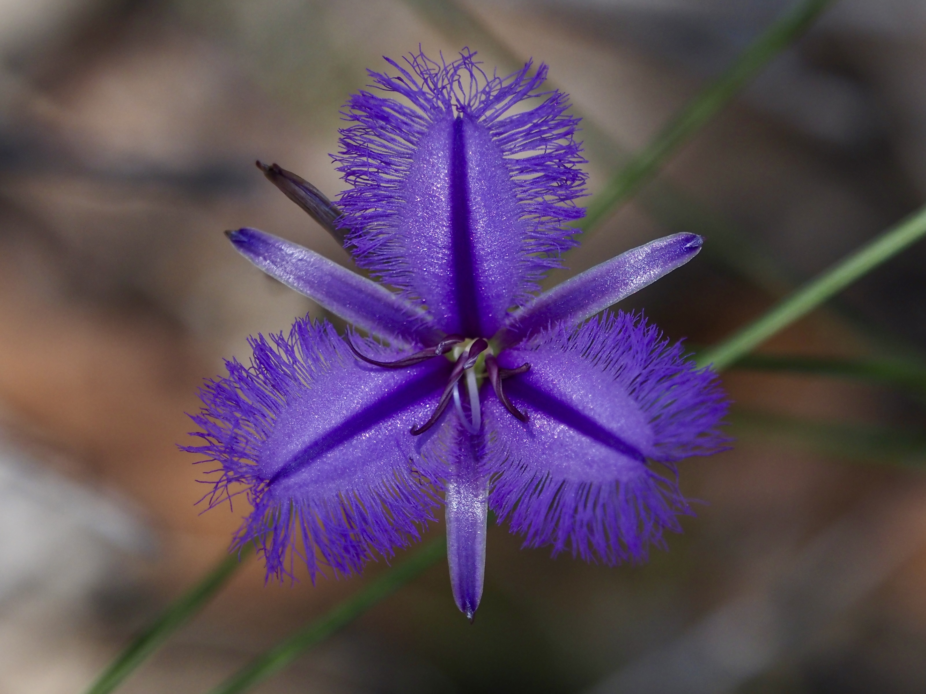 Nature Notes: A blood moon, a flower for a day and a call-out for Christmas Beetles