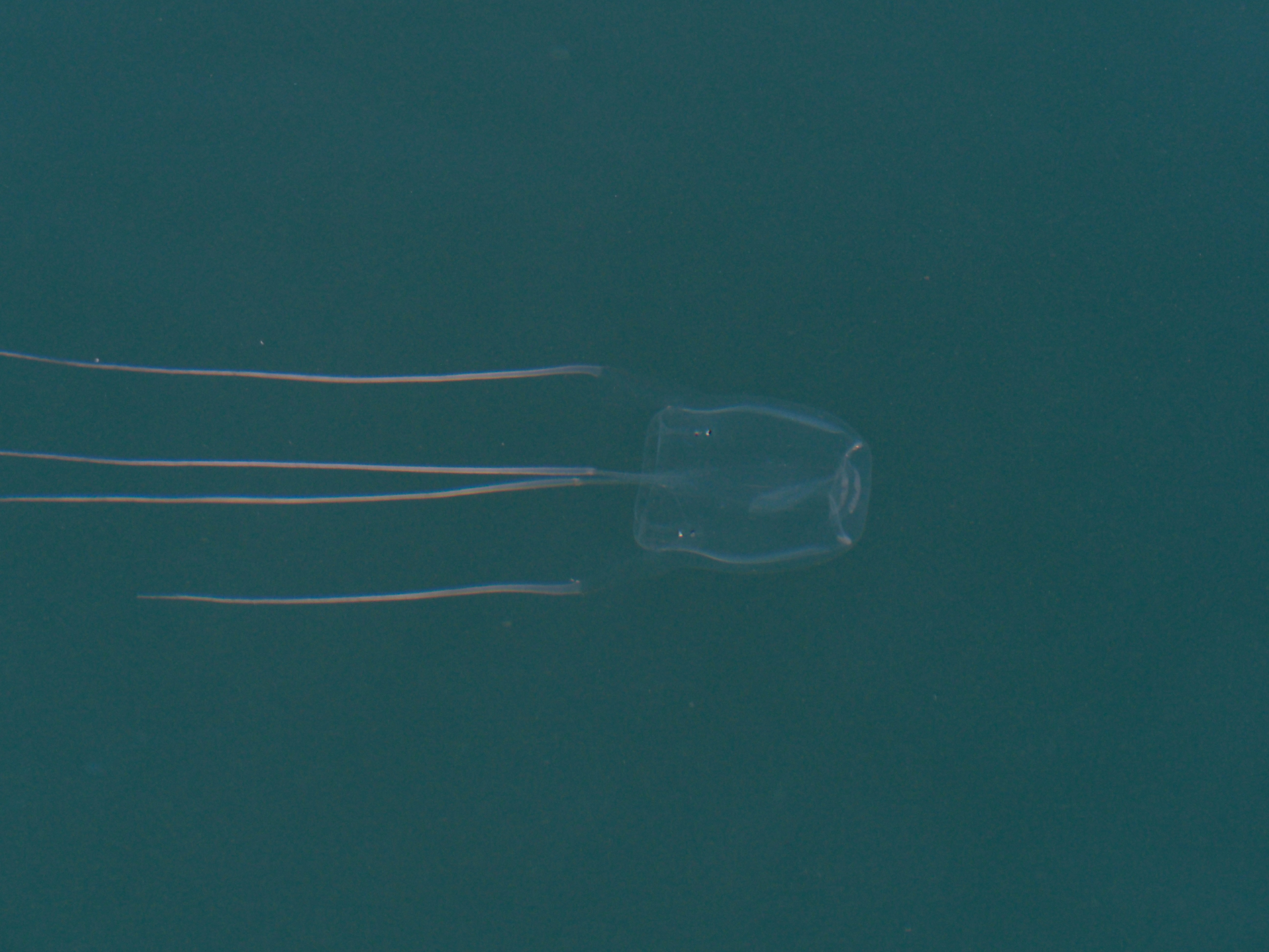 Box Jellyfish found in Wollongong, but it's not what you think  post image