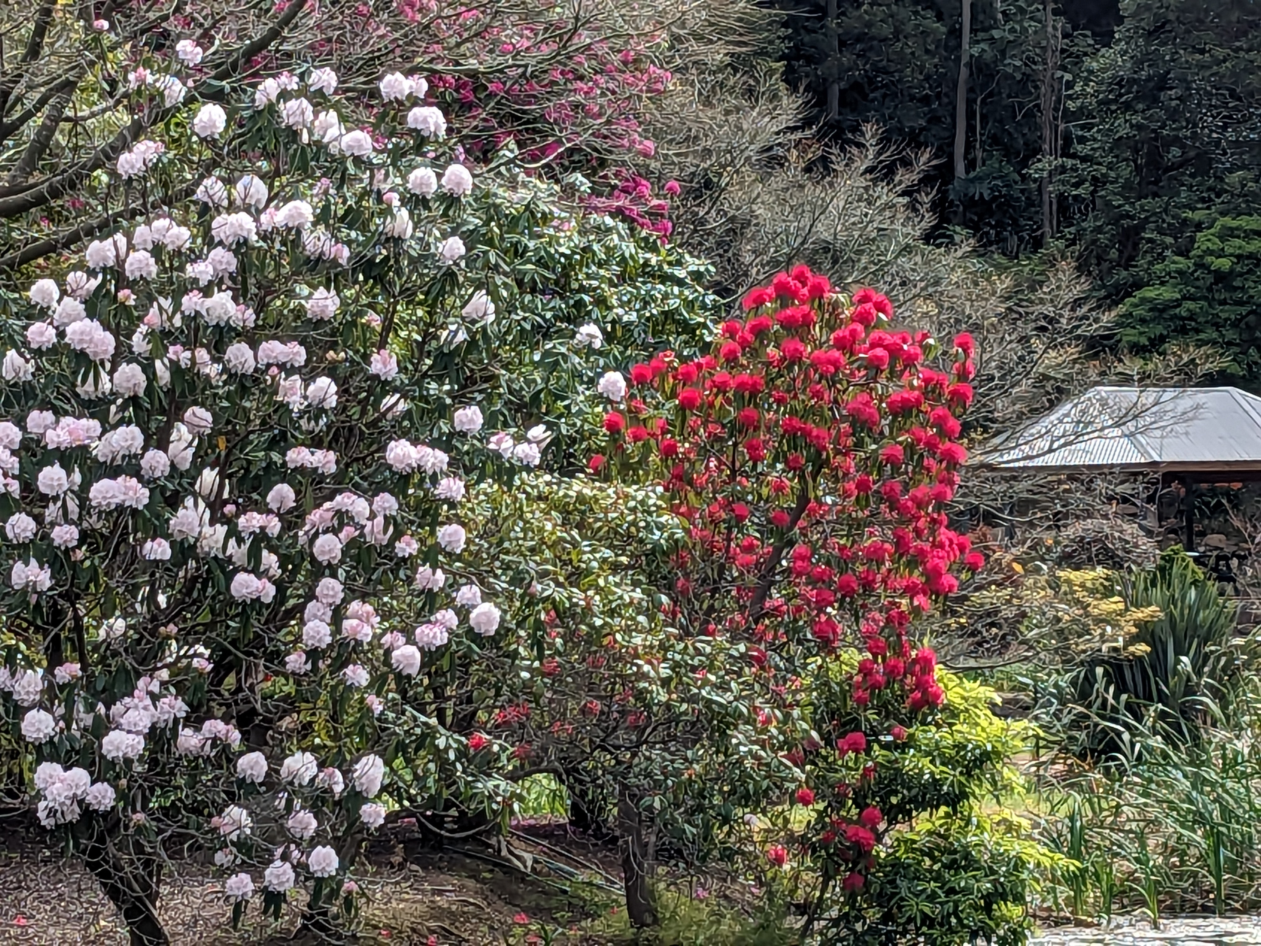 It's rhododendron season at the gardens in Mt Pleasant