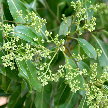 Tree of the month: Murrogun