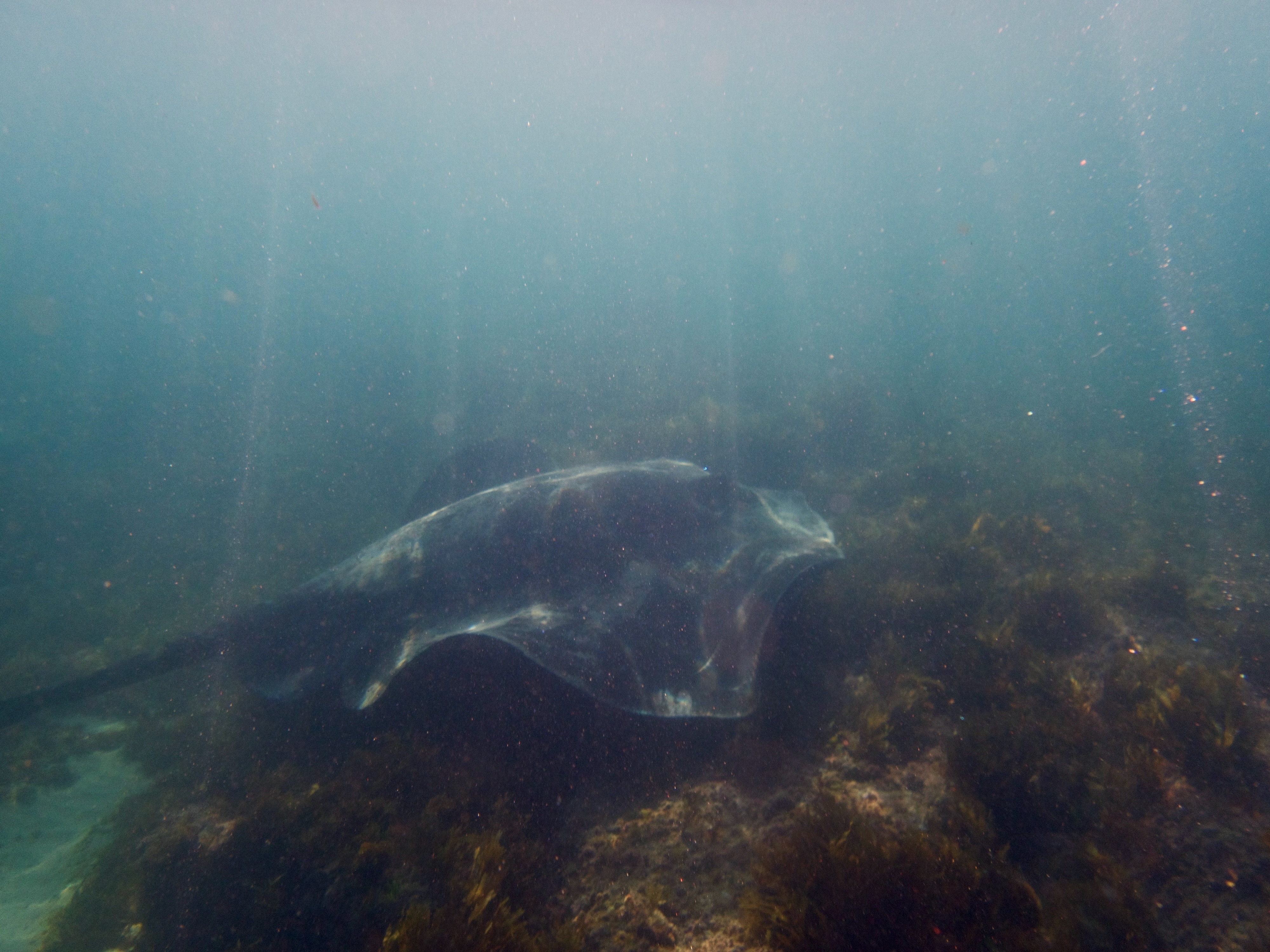 Explore: Bellambi underwater with snorkels, sting rays and Wild Women  post image