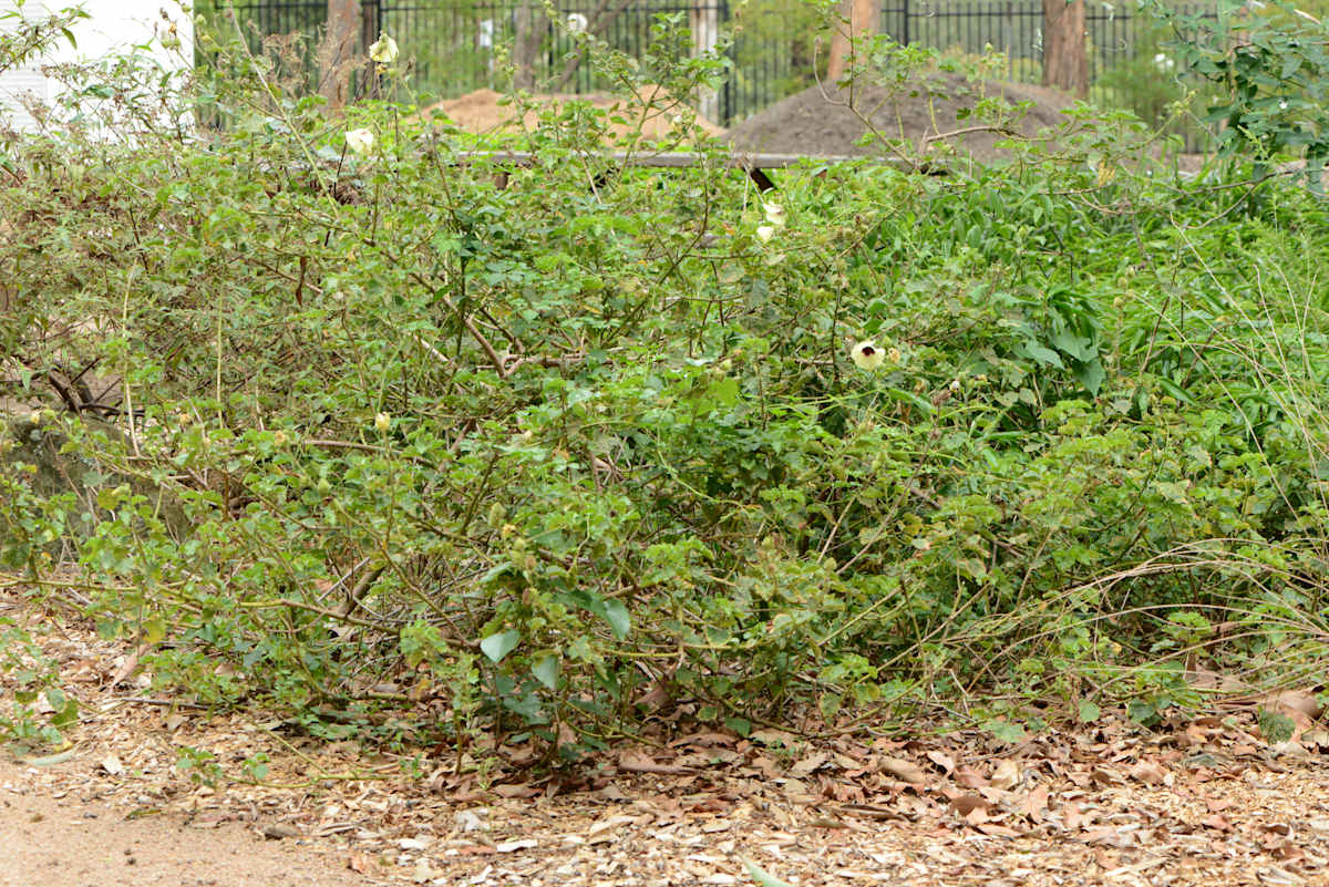 This shot shows the sprawling shrubby habit of Swamp Hibiscus, albeit in a non-swamp situation, in Wollongong Botanic Garden. These plants are easy to spot as you wander through the Garden. Photograph by Tracee Lea (c).  