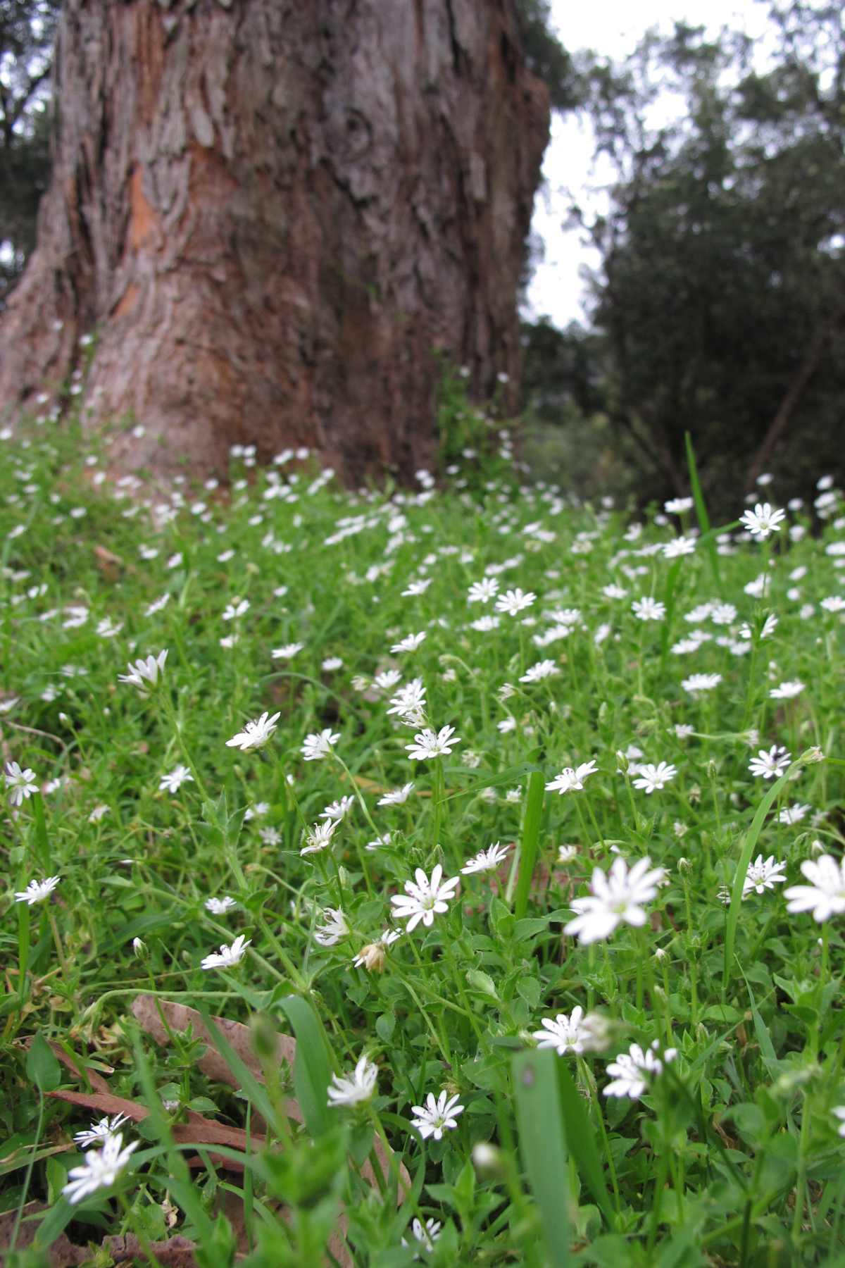 Forest Starwort (Stellaria flaccida) flowering its head off in a native meadow on the Shoalhaven River. Image by Mithra Cox, reproduced under CC BY-NC 2.0.