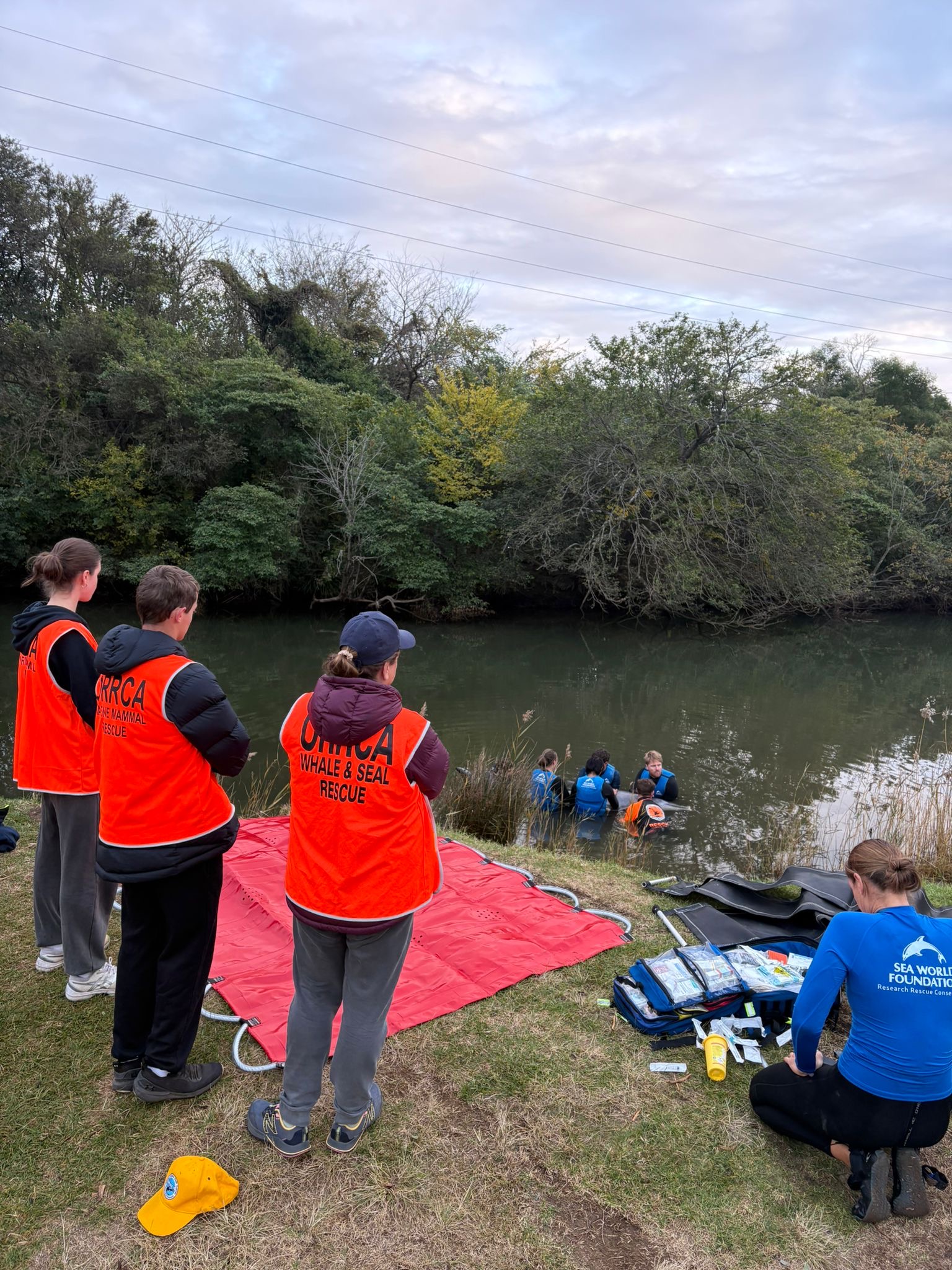 Mullet Creek dolphin stranding underscores complexities of marine mammal rescue