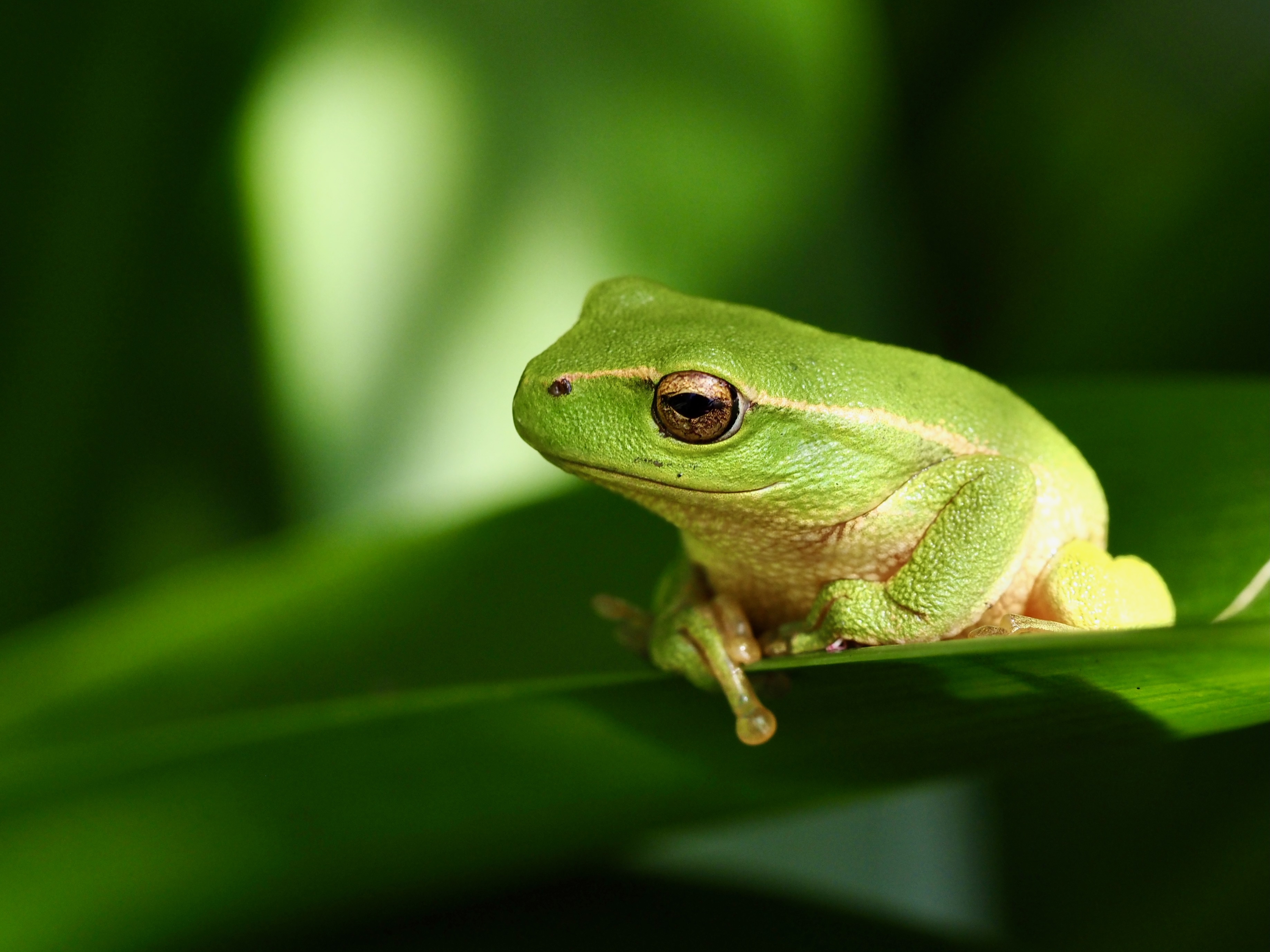 Citizen scientists required for FrogID Week