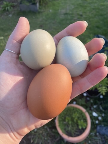 The tragic short life and sudden death of Ducky the chicken  post image