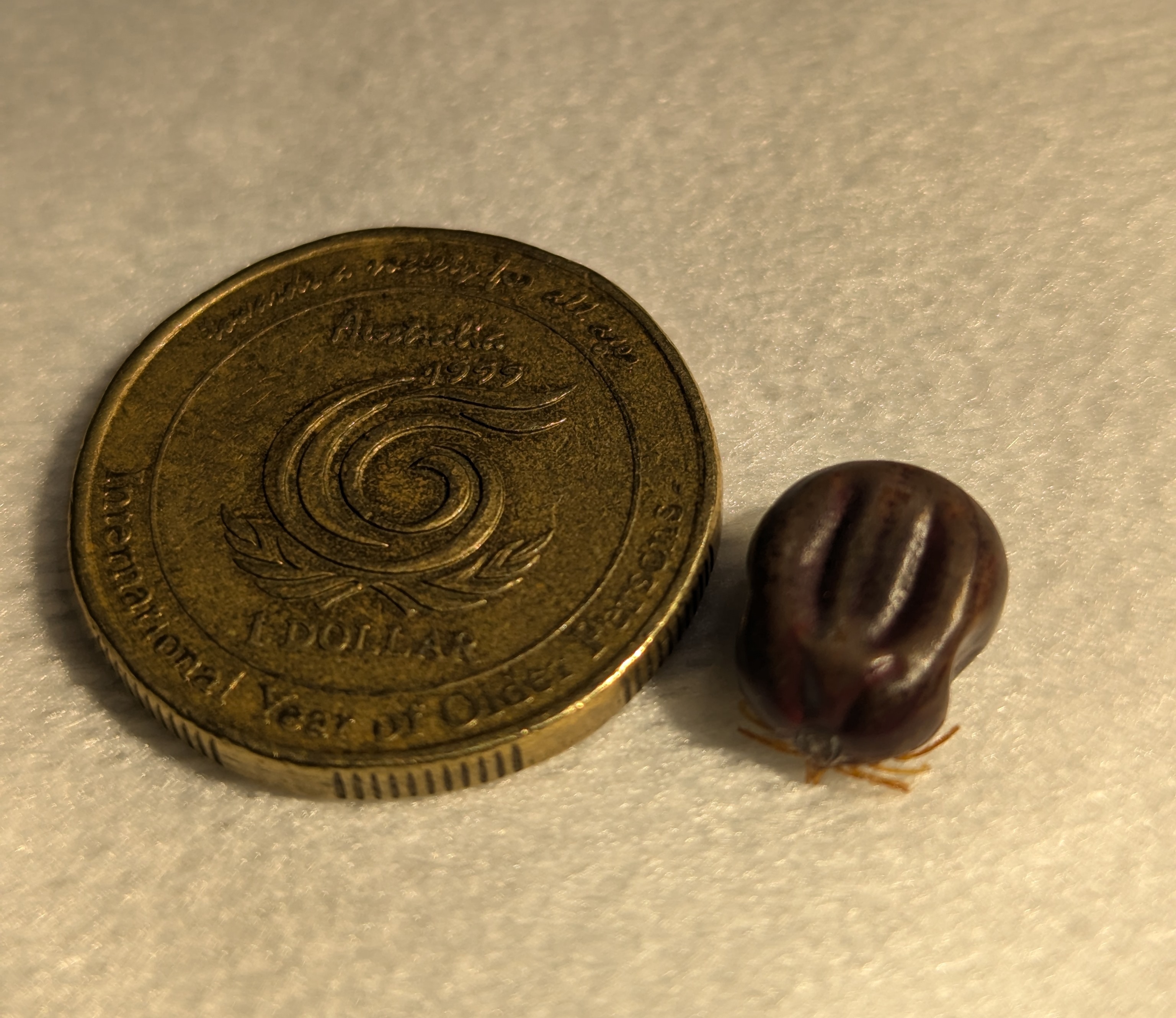 Protect your pets: Lots of paralysis ticks expected this season