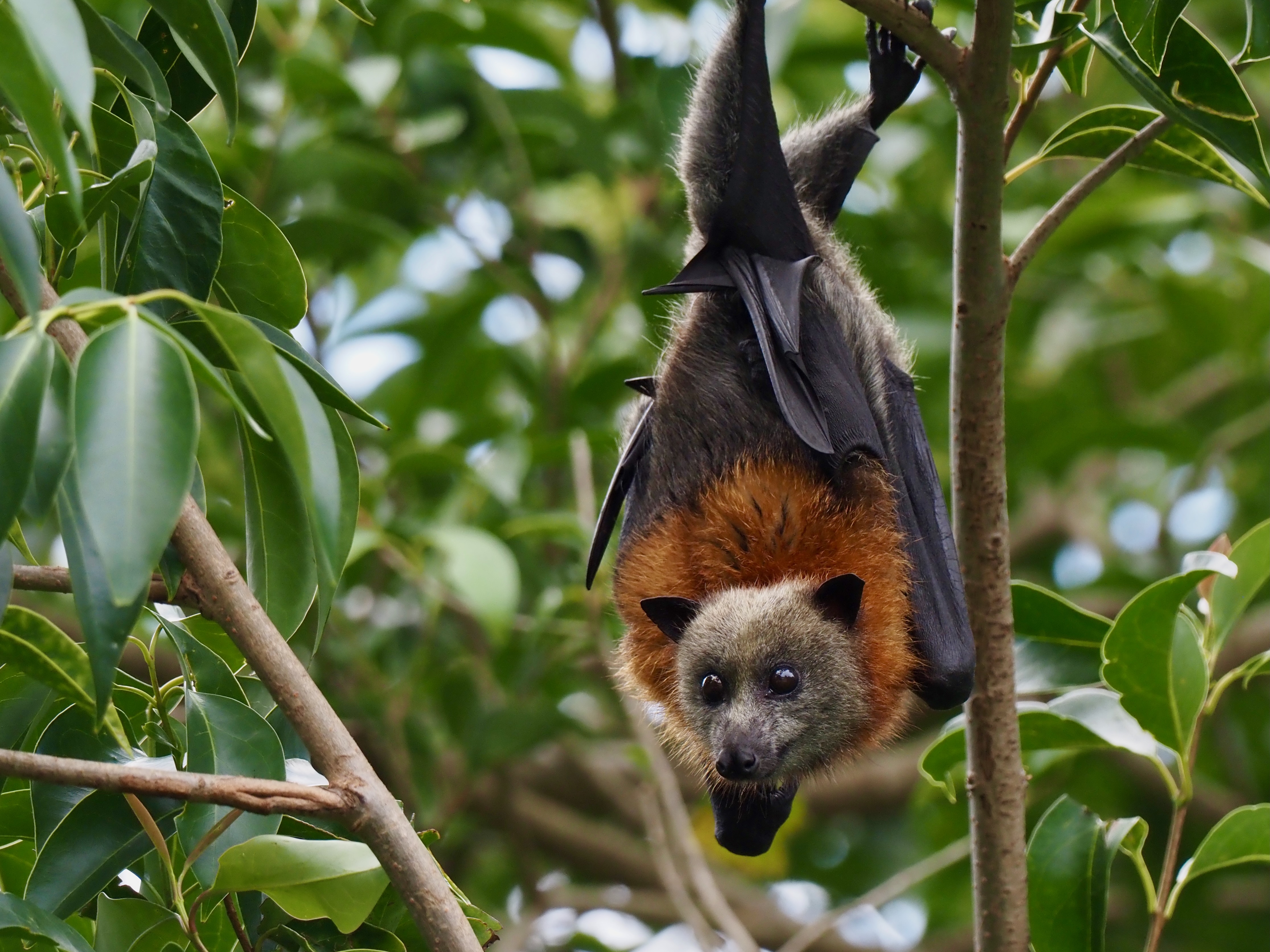 Gone batty: why local bat numbers have soared