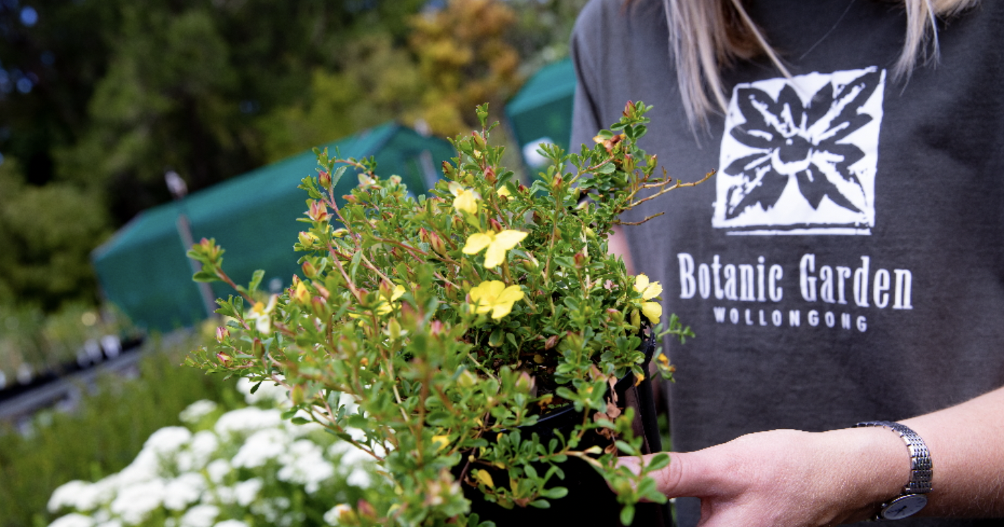 Nature Notes: Powerful owls, possums + a native plant sale