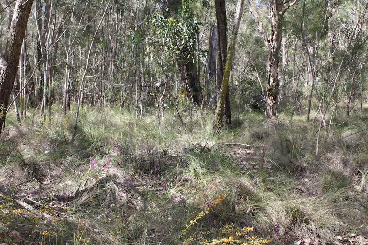 Croom Reserve is home to critically endangered Illawarra Lowland Grassy Woodlands. So many species call this ecosystem home, particularly many understorey plants, assorted birds, insects and arachnids. Image by Emma Rooksby. 