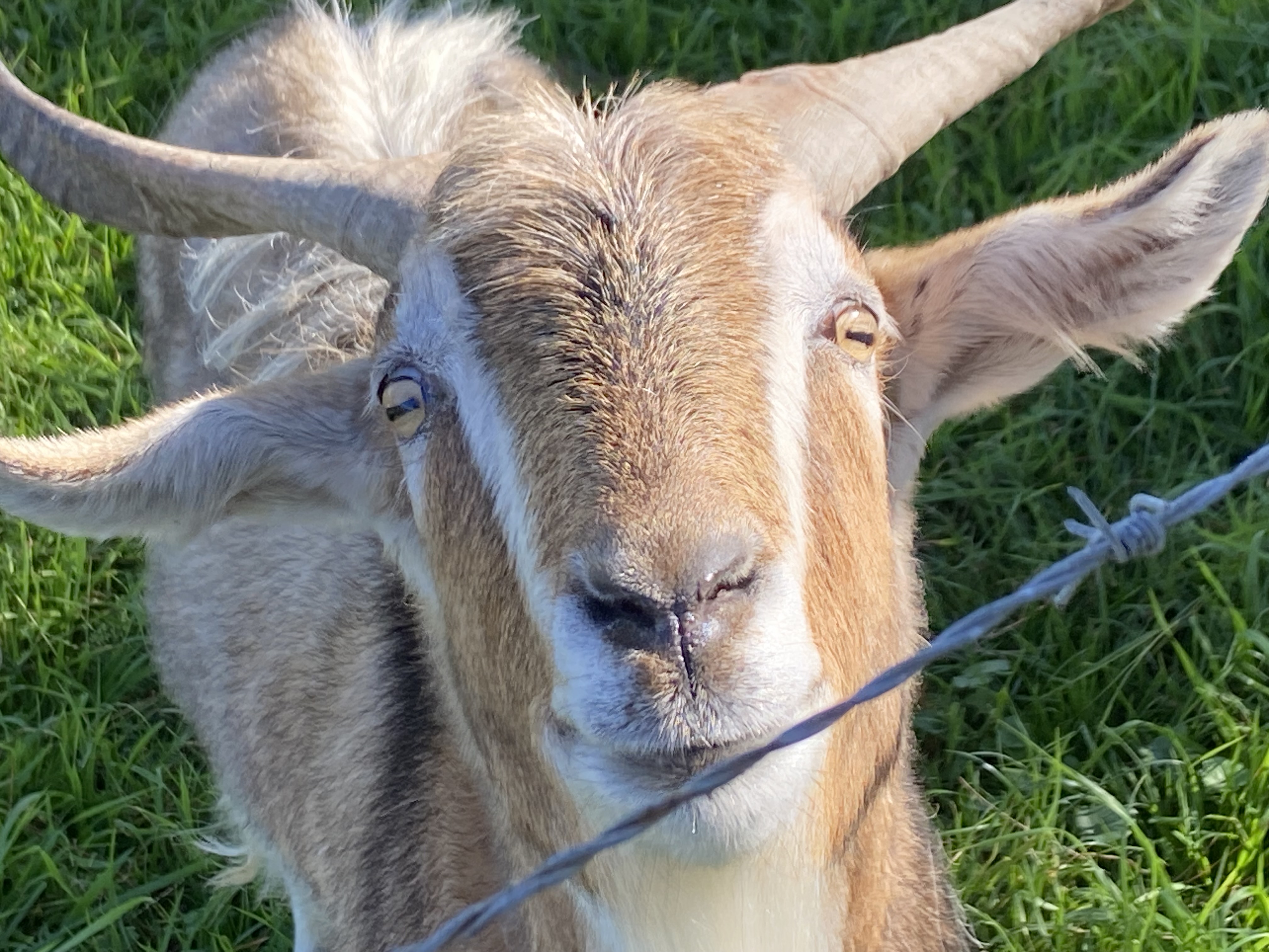 Goats trot into school farm  post image