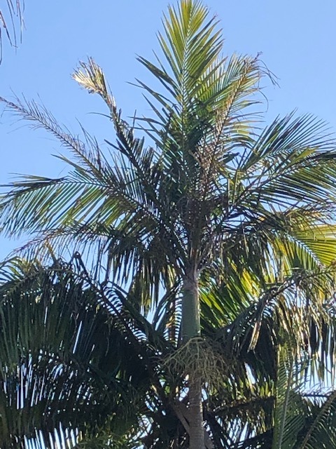 Tree of the Month: The Alexander Palm