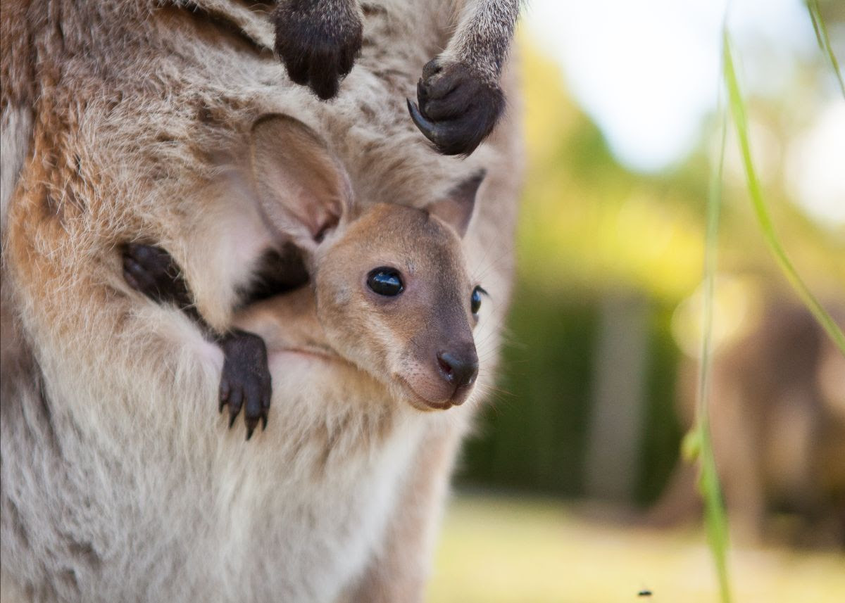 Symbio Zoo reopens  post image