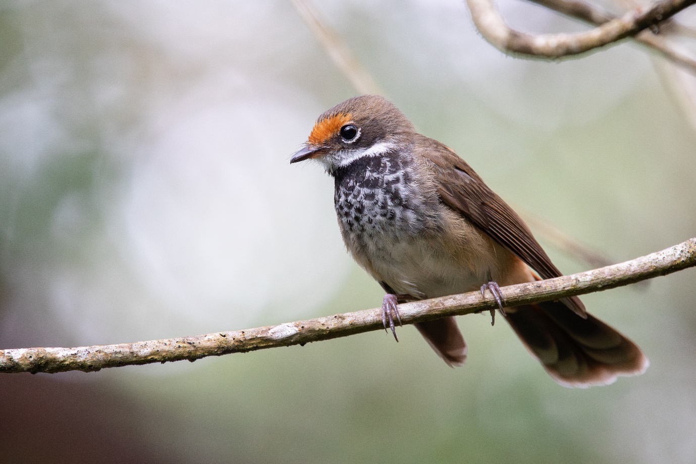 Bird of the Month: Rufous Fantail  post image