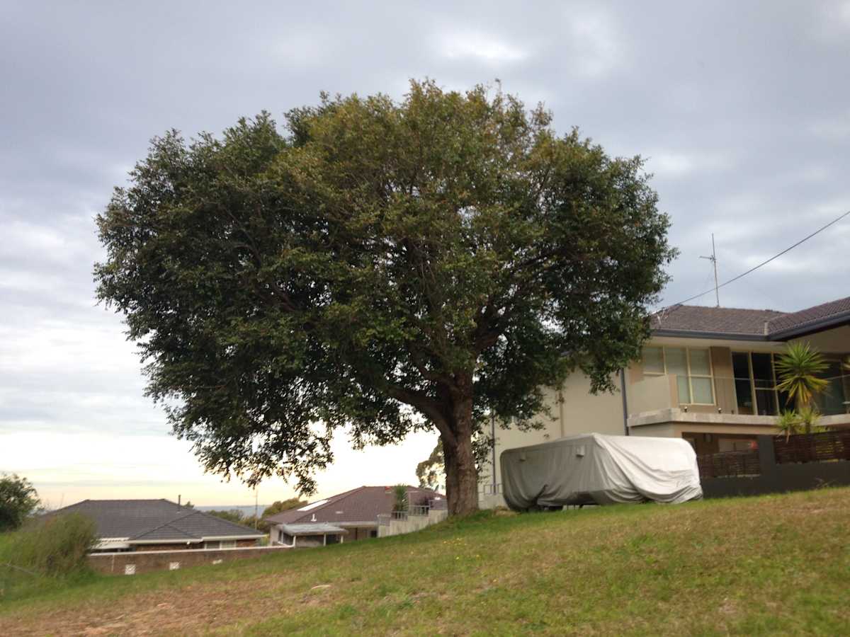 A lone Cheese Tree (Glochidion ferdinandi) growing in state in urban Balgownie. This tree defoliates in very harsh dry spring conditions, but always comes back looking lush and healthy after good rains. Image by Emma Rooksby. 