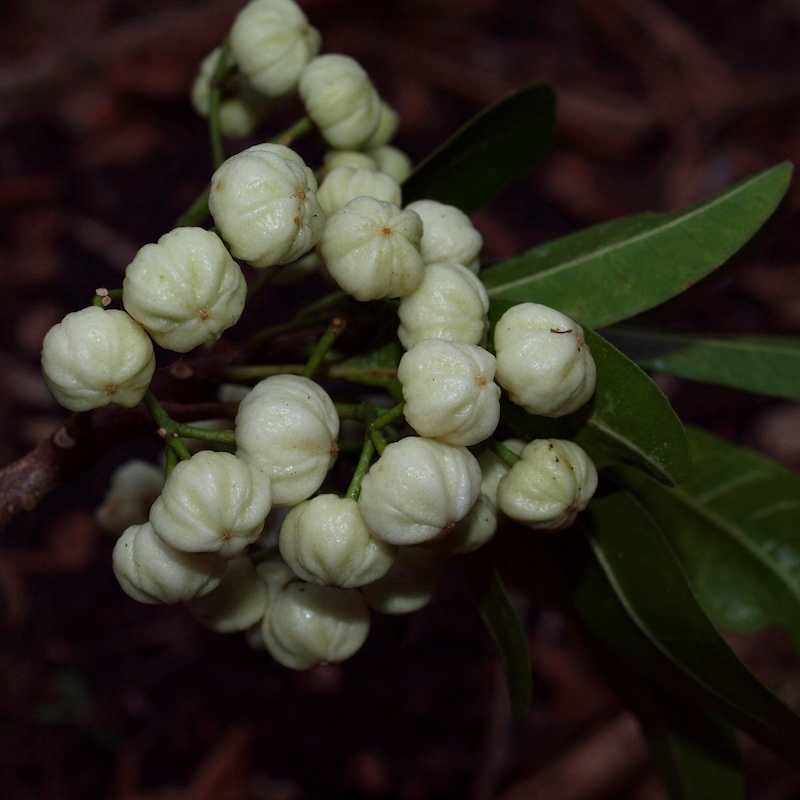 The fleshy white berries of White Aspen (Acronychia oblongifolia) are really yummy. They generally fall to the ground when just about ripe, where you can scoop them up, give them a wash and enjoy. Many rainforest birds including Top Knot Pigeons, Satin Bowerbird and Green Catbird also enjoy the fruit. Image by Byron Cawthorne-McGregor.