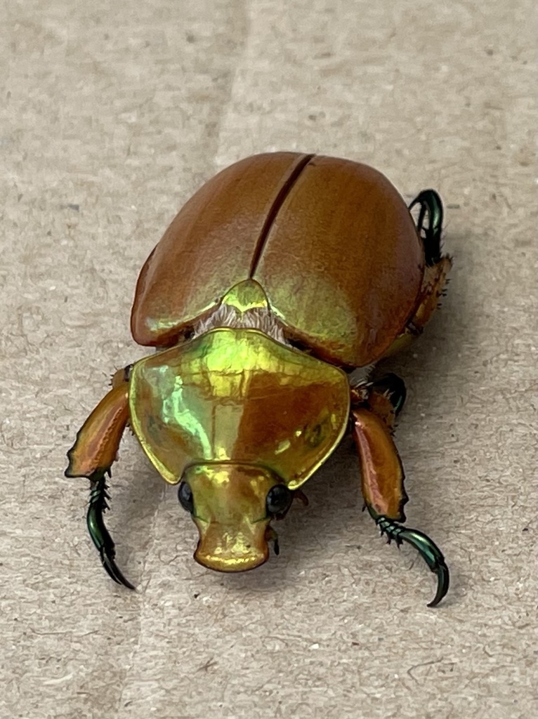 Where have all the Christmas beetles gone?